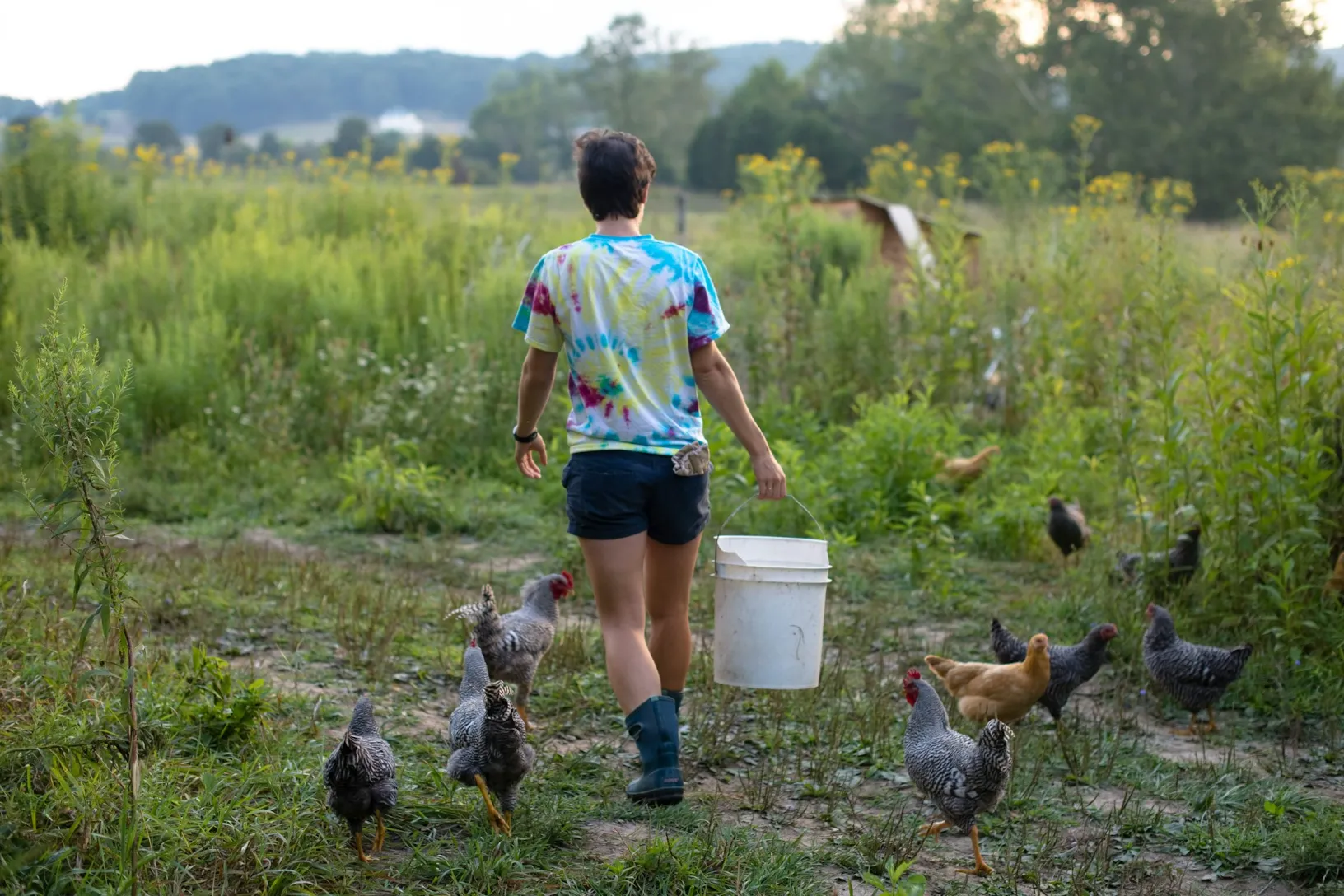 The Benefits of Raising Backyard Chickens