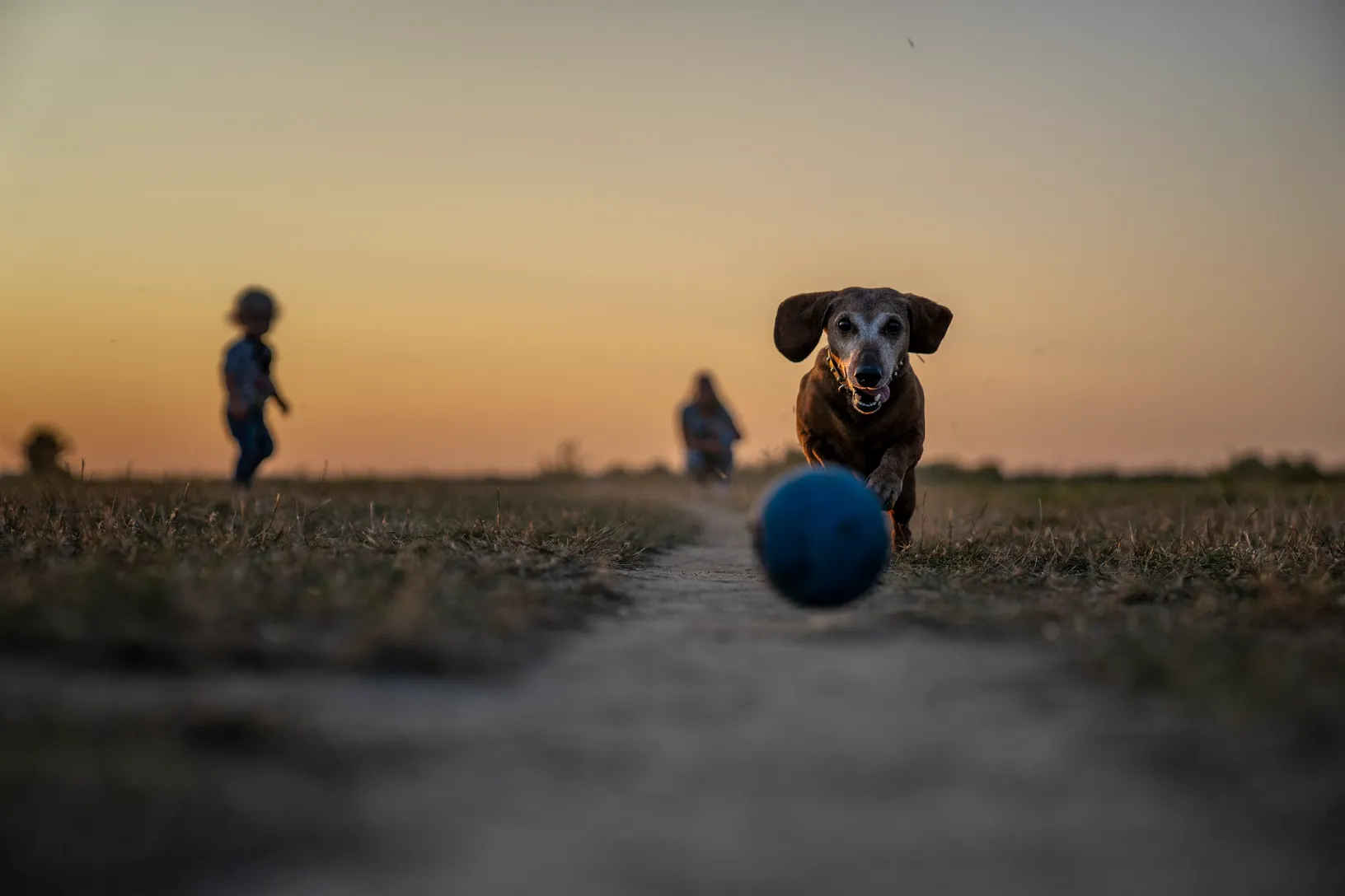 Top 5 Brain Games For Dogs