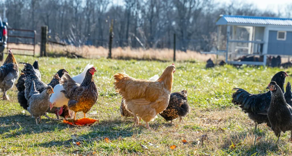 Raising Backyard Chickens